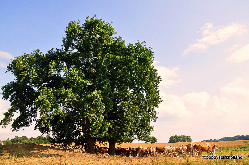 Landschaft