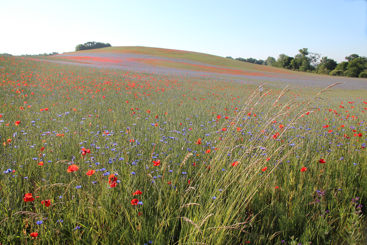 Landschaft