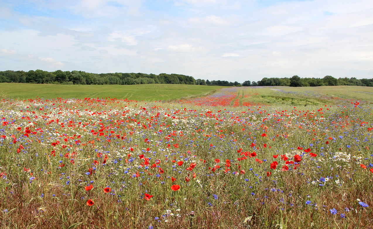 Landschaft